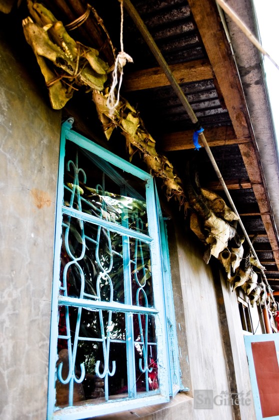 Skulls of the pigs used in the festivals are displayed outside the houses as a symbol of social status.