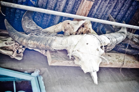 Carabao Skull