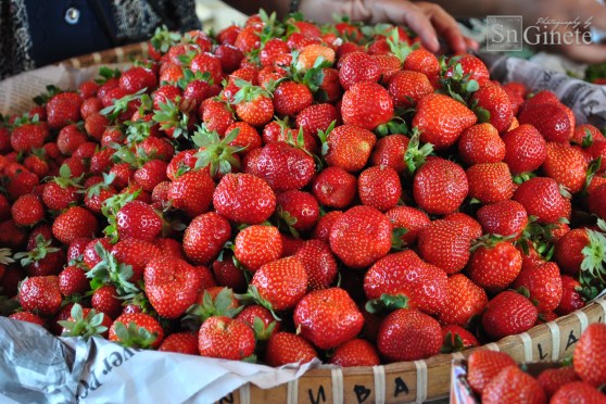 Benguet's Strawberries