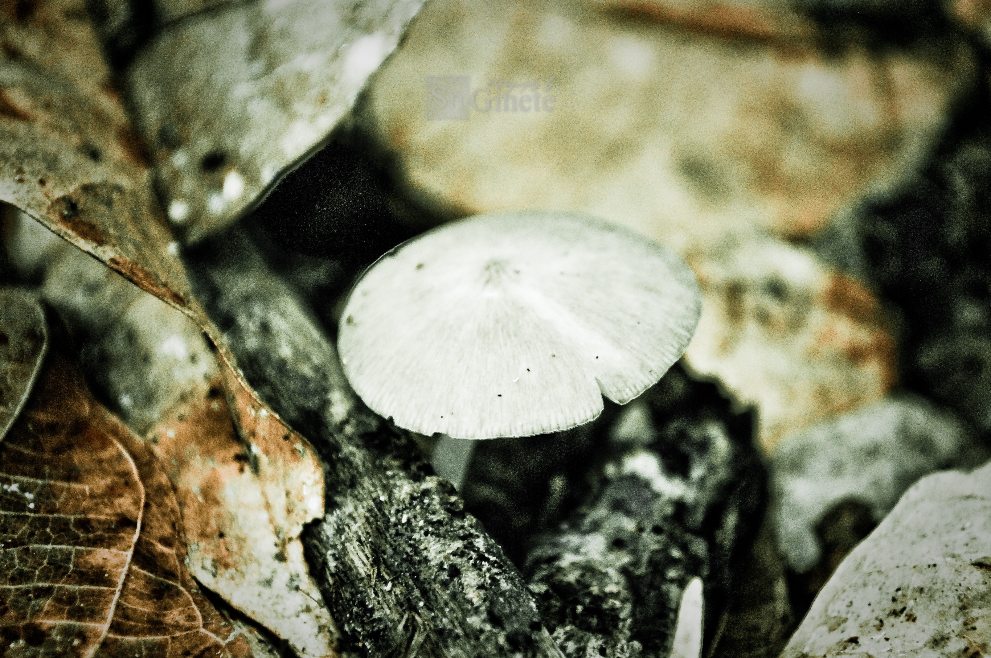 Mushy Like A Mushroom: Missing Home