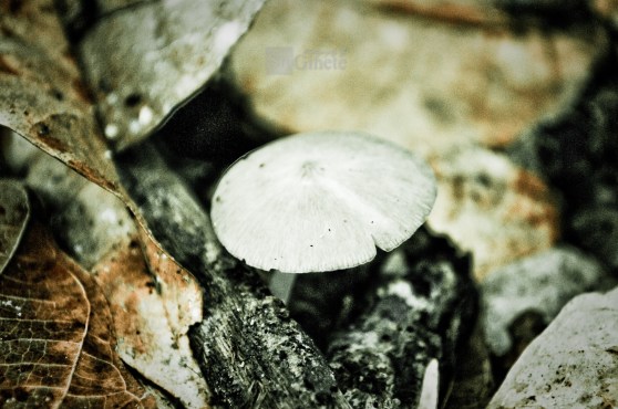 Mushy Like A Mushroom: Missing Home