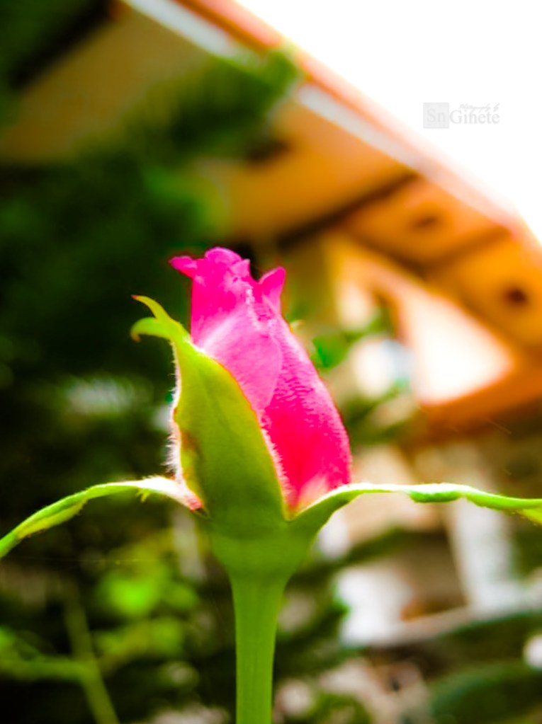 Rose Bud