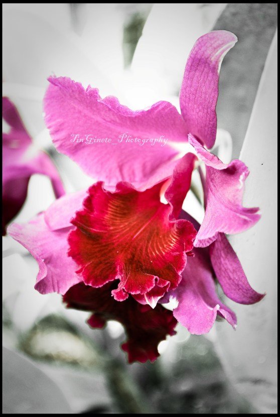 Cattleya