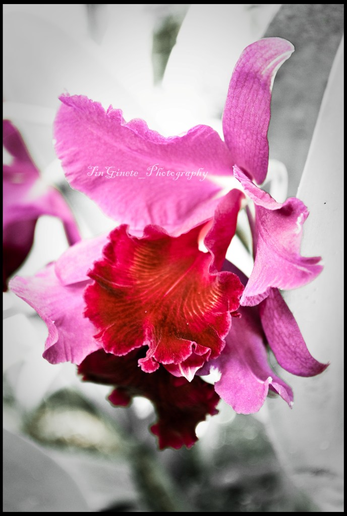 Cattleya