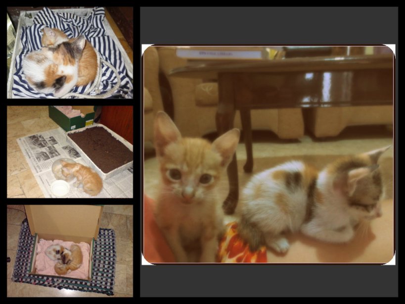 Peekah and Peekie (2 months old)