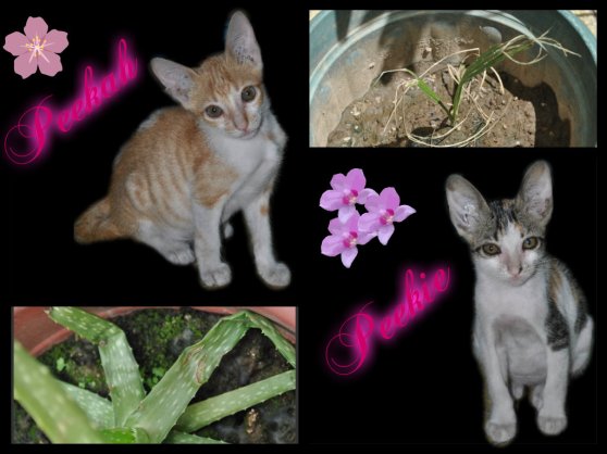 pizap.com13619894336561