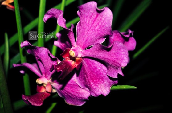 Vanda