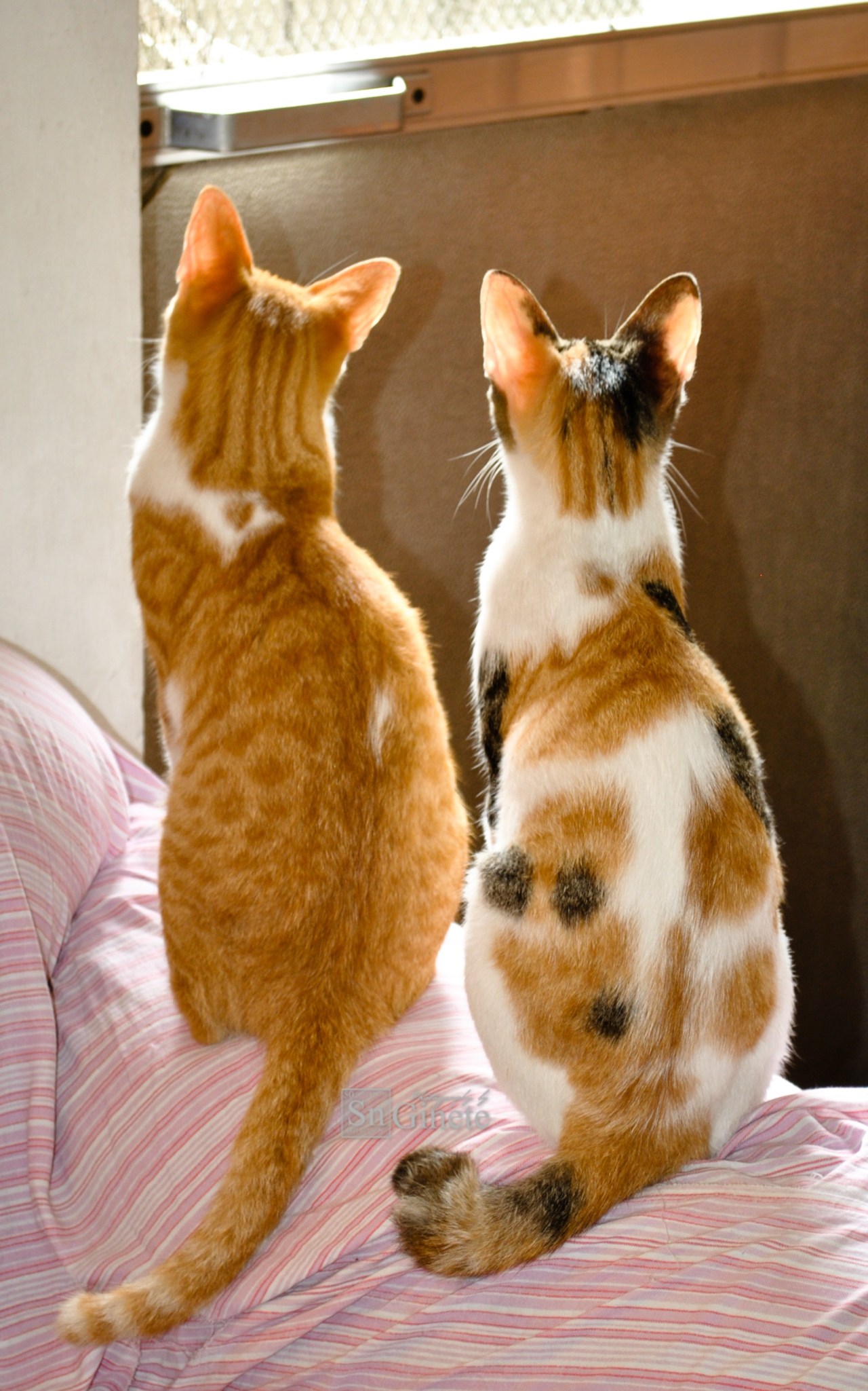 Peekah & Peekie on Guard