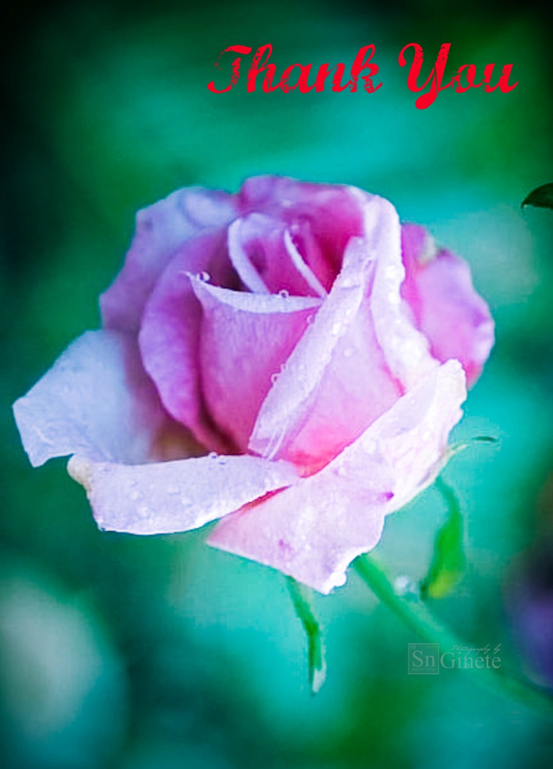 Pink Rose