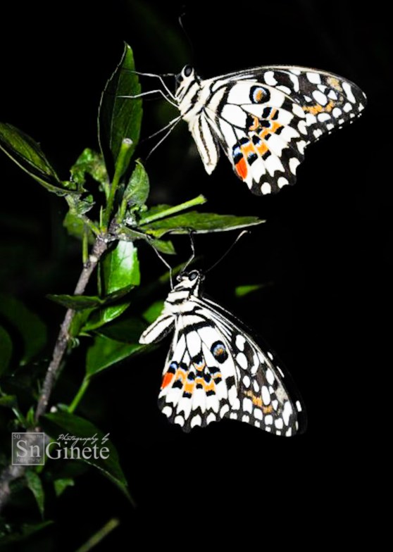 Couple Butterflies