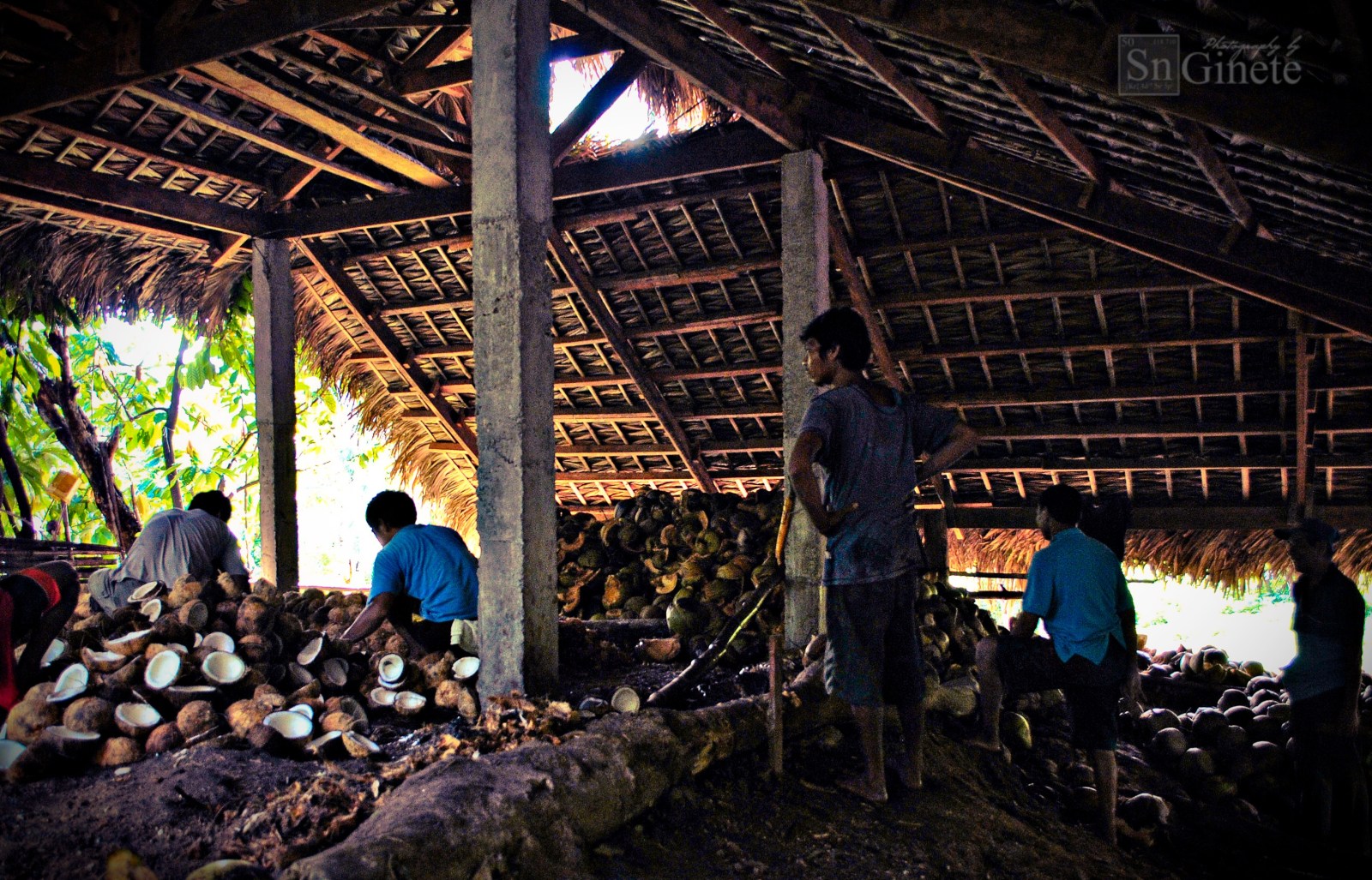 Coconuts being made into copra.