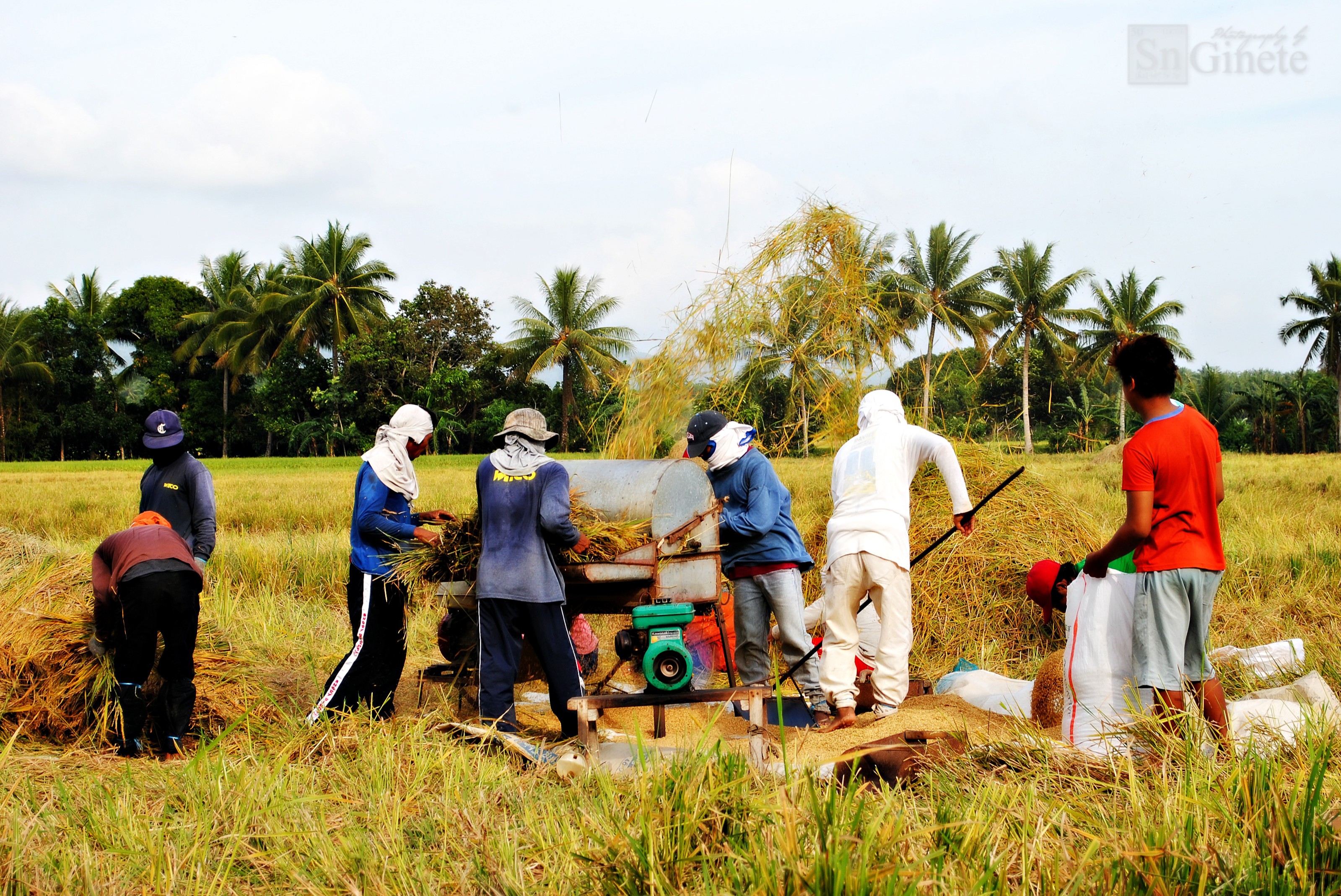 Harvesting and threshing of palay.