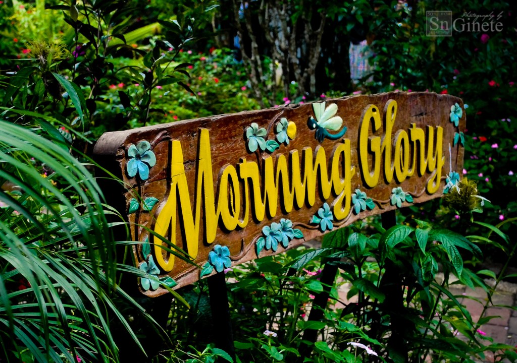 Morning Glory garden. The other two are The Conservatory and Sunflower.