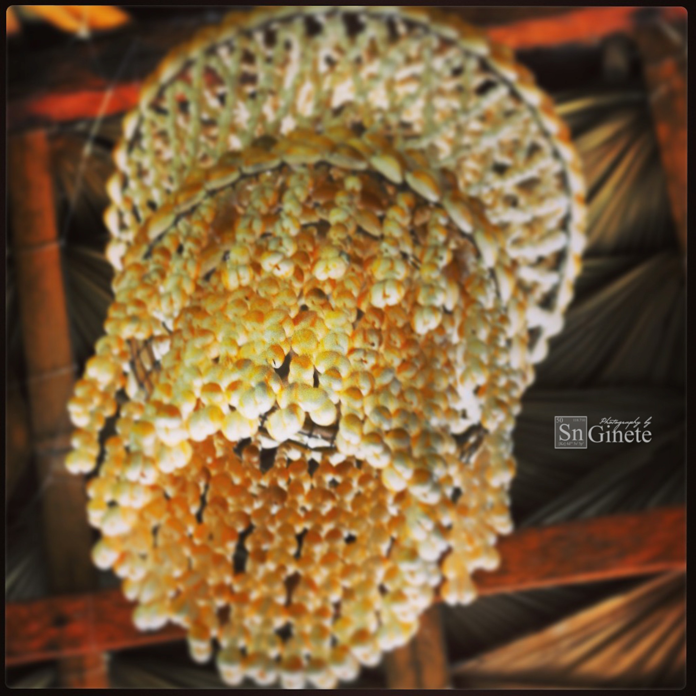 Little Shells, Little Shells